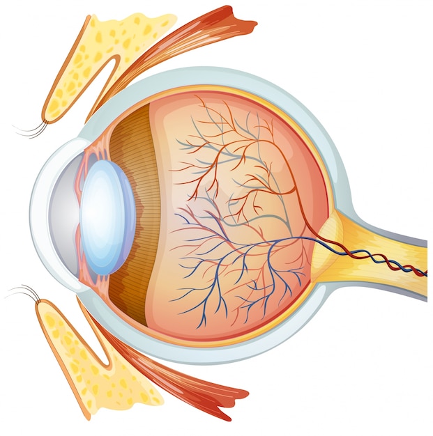 Vector sección transversal del ojo humano