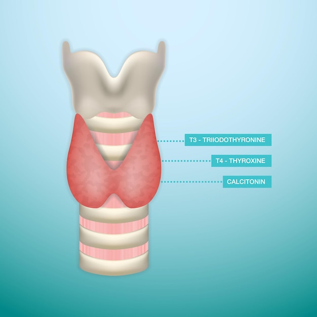 Vector secreción de hormona tiroidea sistema de endocrinología ilustración vectorial