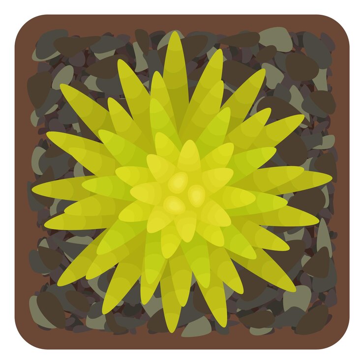 Vector sedum suculento de cobre. planta en maceta. vista superior. aislado sobre fondo blanco. ilustración vectorial