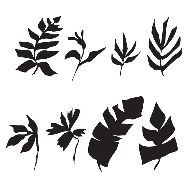 Sef de hojas tropicales follaje exótico hojas botánicas plantas naturaleza