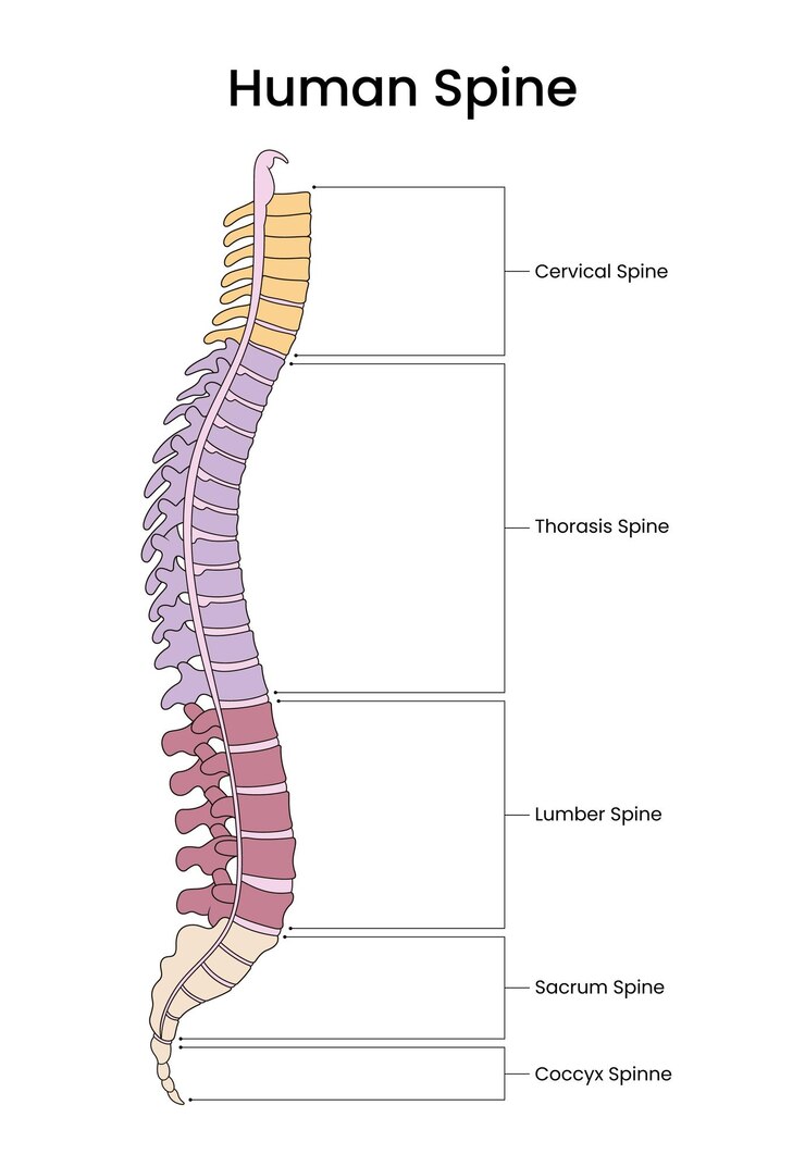 Vector segmento anatómico de la columna vertebral