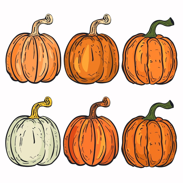 Seis calabazas variadas dibujadas a mano un conjunto de naranja vibrante uno verde pálido distintas texturas de costillas