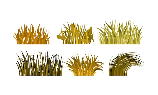 Seis tipos de tufts amarillos y marrones de hierba Diferentes tipos de plantas de otoño y patrones de hierba Ilustración vectorial aislada sobre fondo blanco