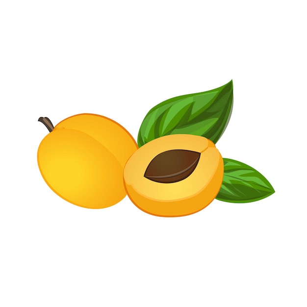 Semilla de albaricoque icono de dibujos animados vector Mermelada de comida Árbol frutal