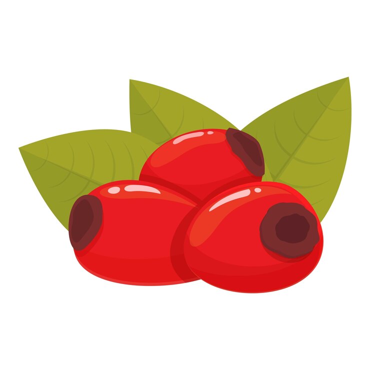 Vector semilla, rosa mosqueta, icono, caricatura, vector, alimento, bosque, fruta, granja