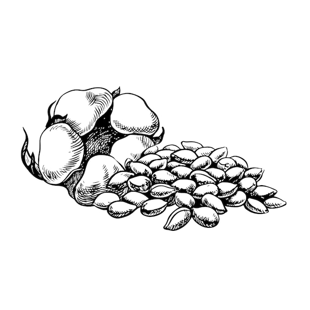 Semillas de algodón y un algodón esponjoso maduro Ilustración gráfica vectorial en blanco y negro dibujada a mano aislada