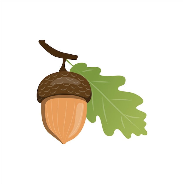 Las semillas de la bellota del poderoso roble