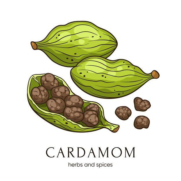 Semillas de cardamomo verde especias indias vector ilustración dibujada a mano