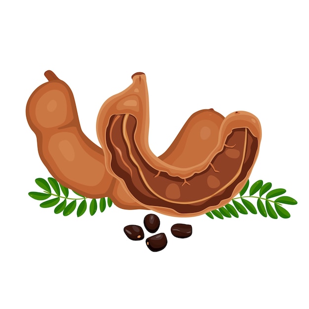 Semillas de fruta de tamarindo y vainas vector ilustración plana icono de dibujos animados aislado en blanco