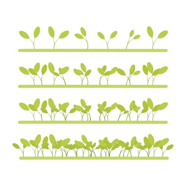 Semillas germinadas y plantadas en una fila