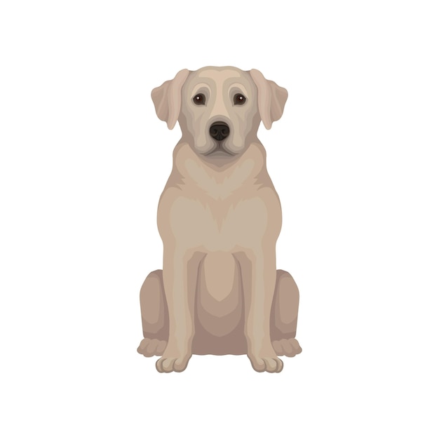 Vector sentado labrador retriever perro con pelo beige corto y bozal adorable vector detallado para la tienda del zoológico del club de cinología o la clínica de animales