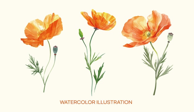 una serie de acuarelas de aquarelas son dibujadas por acuarelas