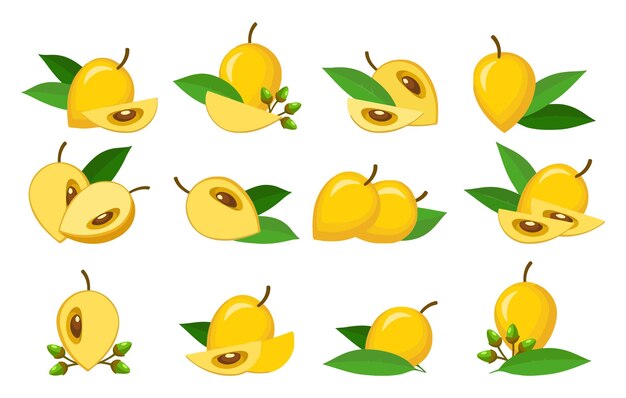 una serie de frutas amarillas con hojasFruitos de huevo aislados de Pouteria lucuma bayas y hojas