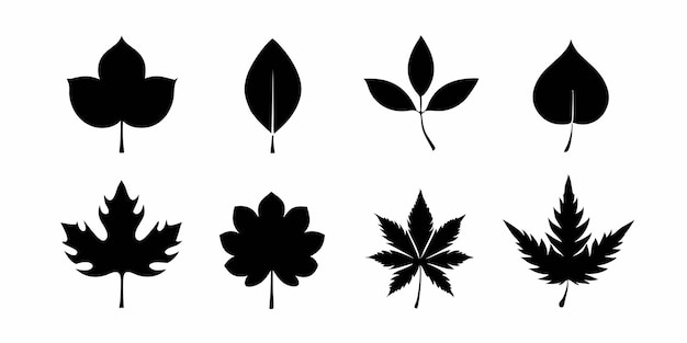 una serie de imágenes en blanco y negro de plantas con hojas y flores