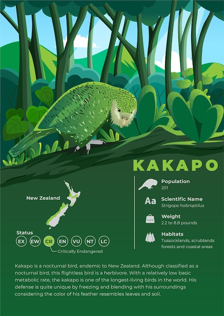 Serie de infografías de animales - Kakapo