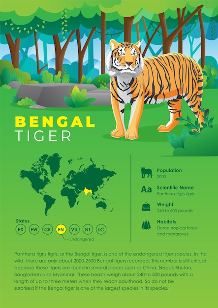 Vector serie de infografías de animales - tigre de bengala