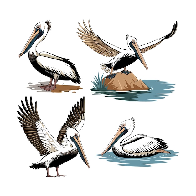 una serie de pájaros pelícanos con diferentes diseños vectoriales de postura con fondo blanco