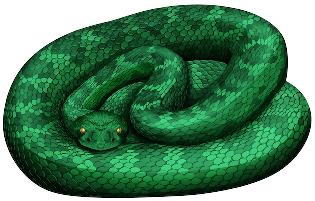 Serpiente de cascabel verde sobre fondo blanco