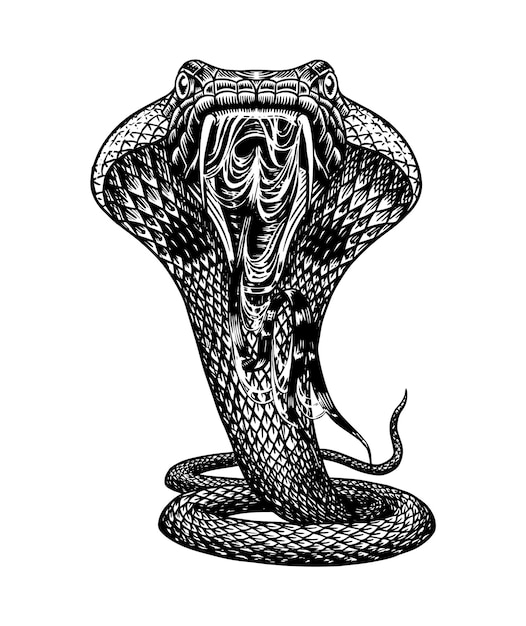 Serpiente cobra en estilo vintage Serpiente o pitón o víbora venenosa Dibujo de reptil antiguo dibujado a mano grabado para pegatinas de tatuajes, logotipos o camisetas