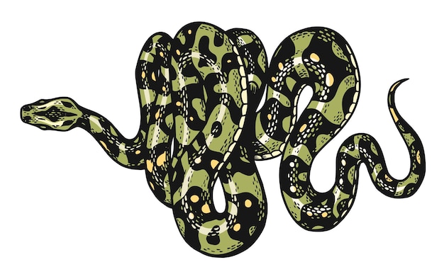 Vector serpiente en estilo vintage serpiente cobra o pitón o víbora venenosa dibujo de reptil antiguo grabado a mano para tatuaje anaconda para pegatina, logotipo o camisetas