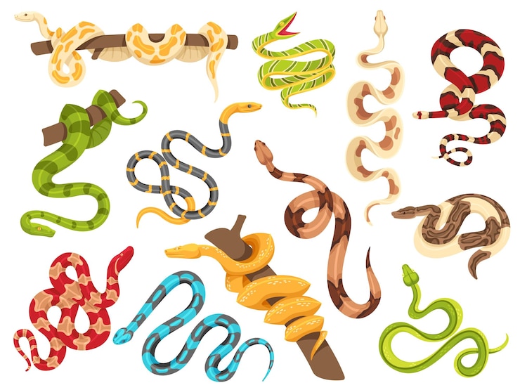 Vector serpientes tropicales pitón víbora exótica en rama de árbol y serpiente de terrario vector de serpiente aislado conjunto de ilustración