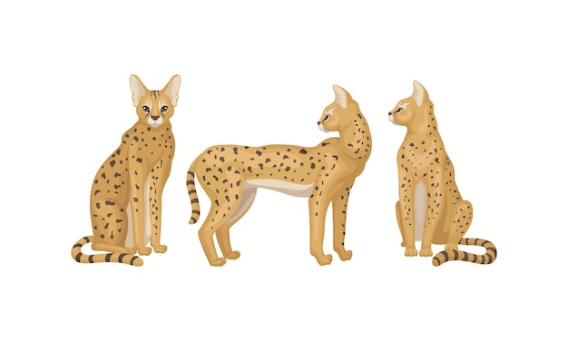 Serval como gato salvaje africano con cabeza pequeña y orejas grandes en pie y sentado
