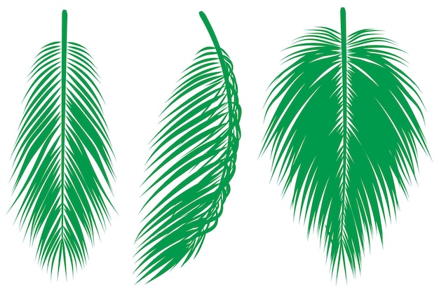 Set de 3 hojas verdes de coco o palmera y 3 diseños