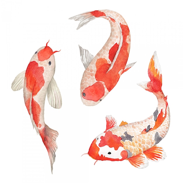 Vector set de acuarela carpa koi. ilustración de pescado