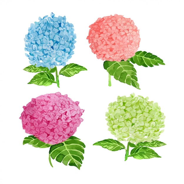 Set de acuarela de hortensias