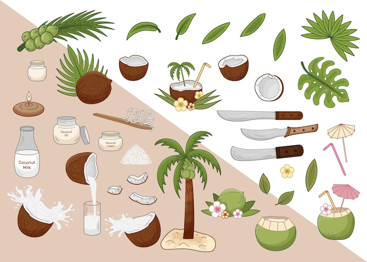 Vector set de cocos ilustraciones vectoriales tema producción de coco media rodaja de coco hojas de palma machete aceite de coco leche crema copos de coco