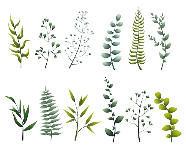 Set colección hojas verdes hierbas estilo acuarela