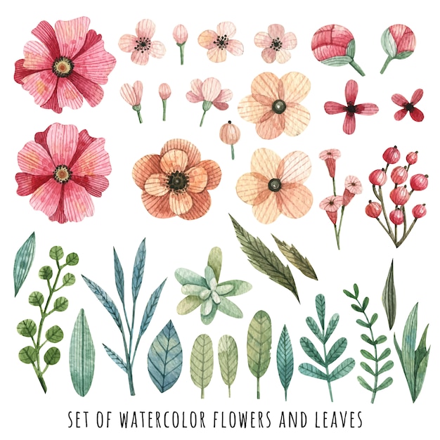 Set de flores de acuarela y hojas