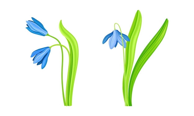 Set de gotas de nieve azules de primavera hermosa flor frágil en flor ilustración vectorial del símbolo de la primavera