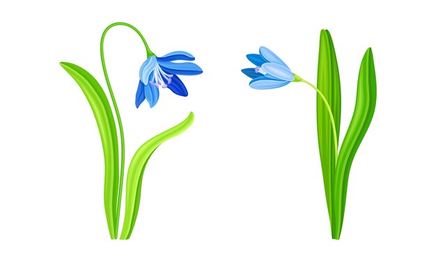 Set de gotas de nieve azules de primavera Una hermosa flor que florece Ilustración vectorial del símbolo de la primavera