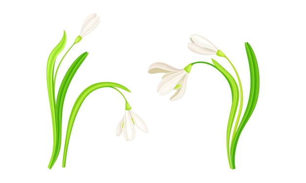Set de gotas de nieve blancas de primavera Una hermosa flor que florece Ilustración vectorial del símbolo de la primavera