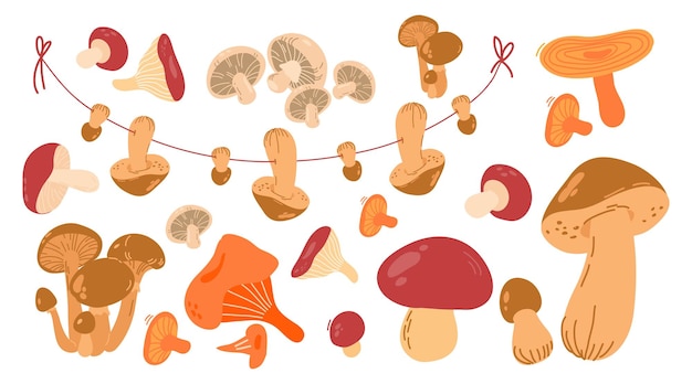 Set de hongos Boletus Azafrán tapa de leche chanterelle porcini hongo russula champignons