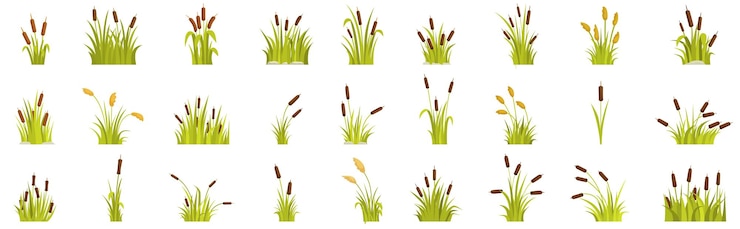 Vector set de iconos de caña de hierba conjunto de diferentes plantas de caña que crecen en el pantano