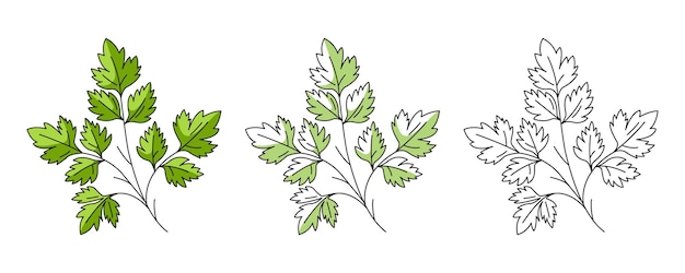 Set de iconos de perejil coloridos y de líneas Verdes de verduras de granja Iconos de contorno vectorial de color monocromático