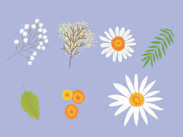 Set de ilustraciones de plantas y flores