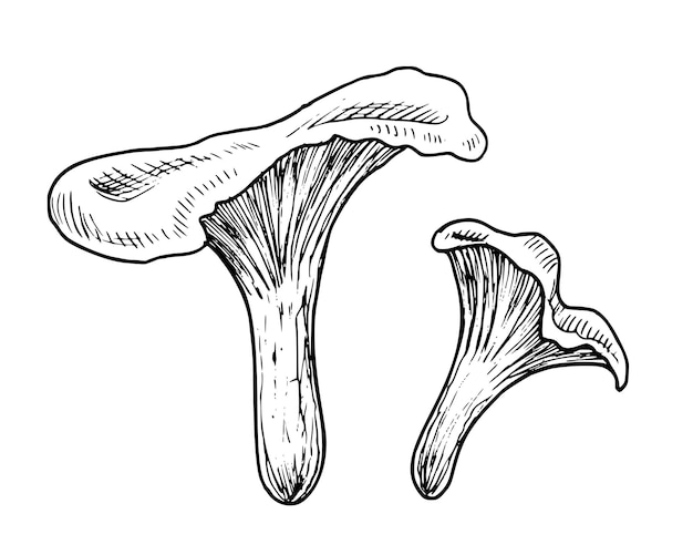 Set de ilustraciones vectoriales dibujadas a mano con hongos forestales en estilo de arte de línea