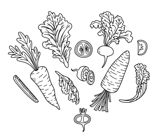 Set de ilustraciones de verduras frescas, ensalada de zanahorias, ráfago y icono de pepino Festival de la cosecha