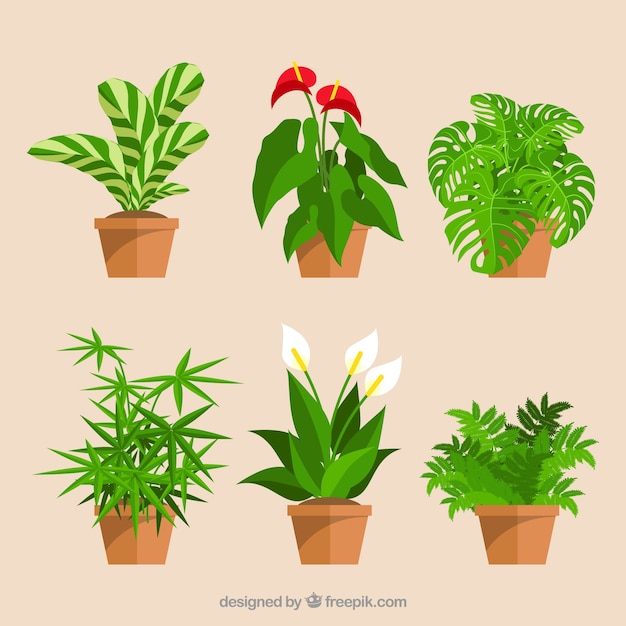 Vector set de macetas decorativas y flores