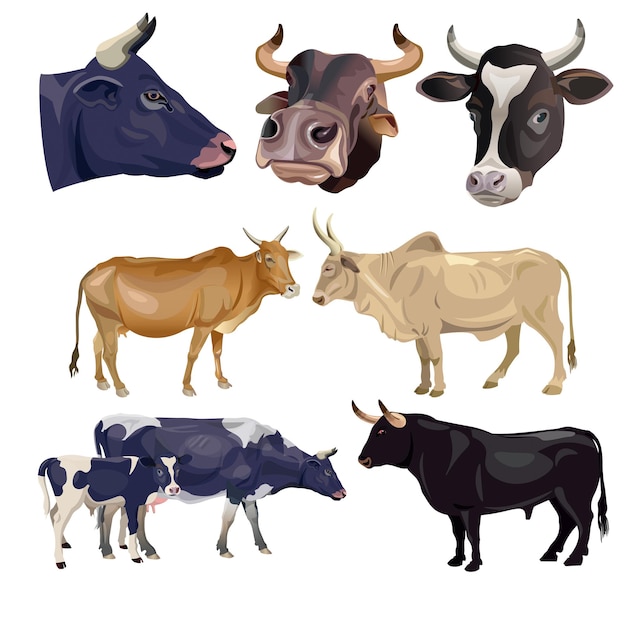 Vector set of bulls and cows portraits of the head and fulllength vector illustration isolated