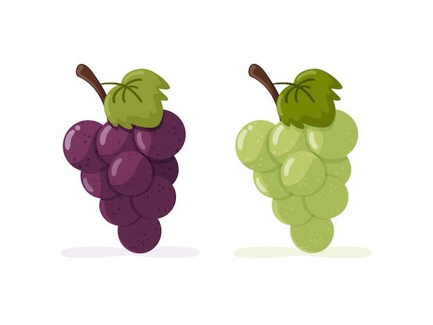 Set of bunches of grapes Purple and green grapes