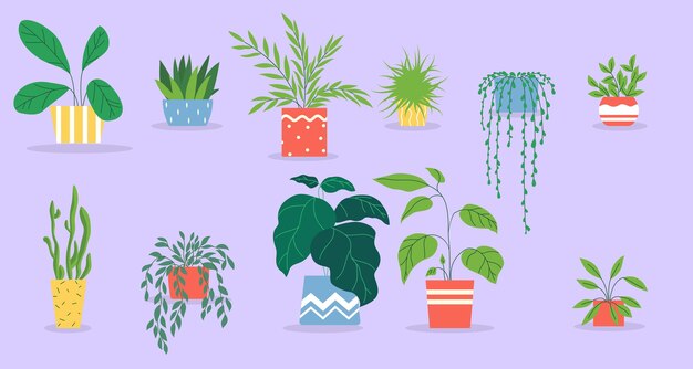 Set de plantas en maceta