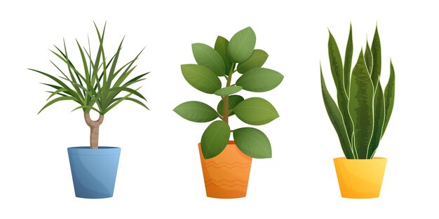 Set de platos de la casa con dracaena sansevieria en ollas ilustración vectorial de dibujos animados aislados