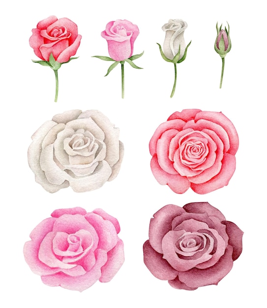 Set de rosas de acuarela