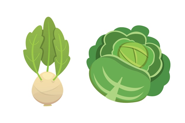 Vector set vector repollo y lechuga colinabo verde vegetal otros repollos diferentes