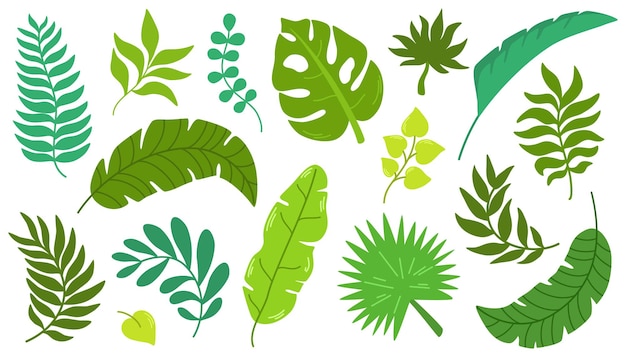 Set de vectores de dibujos a mano de hojas tropicales Hojas y ramas exóticas aisladas en estilo plano minimalista