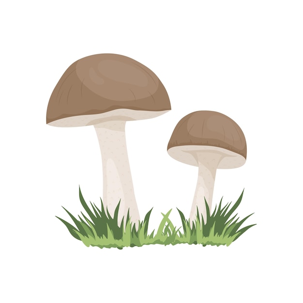 Seta de abedul vectorial aislada en blanco Dibujado a mano Dibujos animados Setas porcini de abedul Plantilla de diseño Clipart Leccinum Scabrum Penny Bun Par de setas